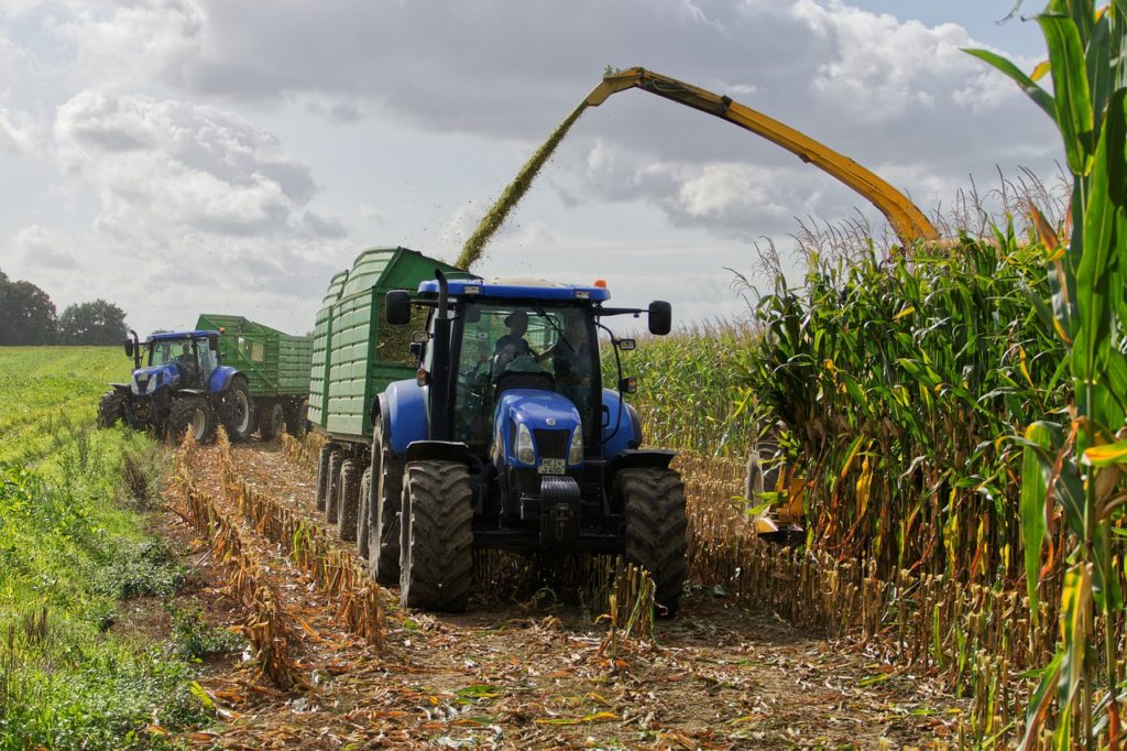 Ensilage maïs